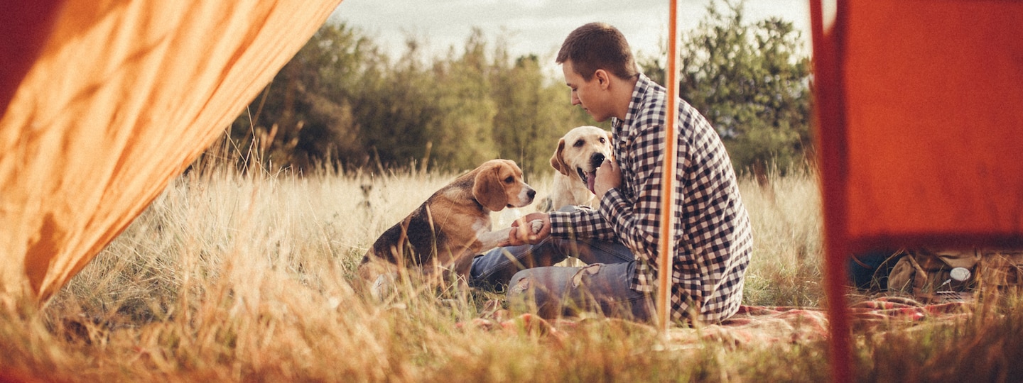 Man with two dogs camping under a tent